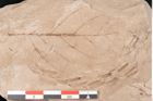 Foto (Detailansicht) von Rhytisma feroniae Ettingshausen (NHMW-GEO-2024-0188-6394)